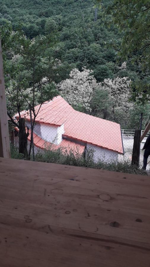 Andrei Villa Sasca Montană Exterior foto